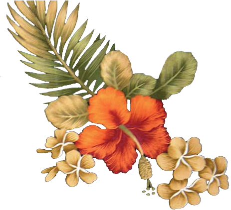 Hawaii (500x426), Png Download