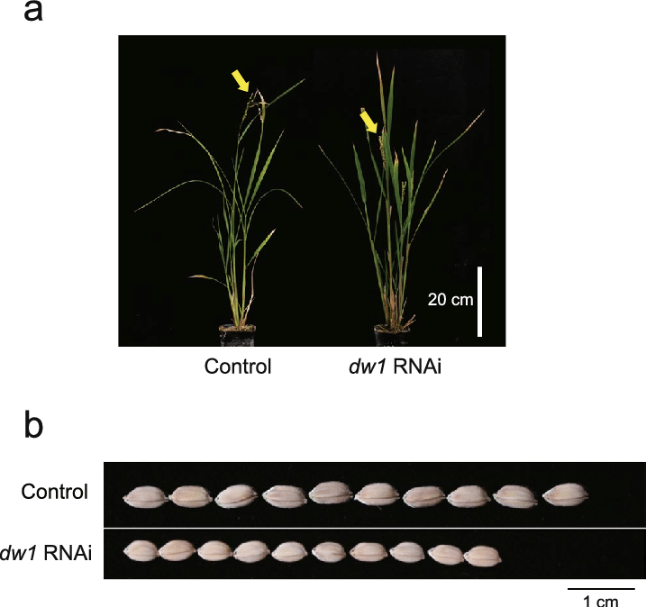 Phenotypes Of Os01g01390 And Os03g16400 Rice Rnai Plant - Plants (717x674), Png Download