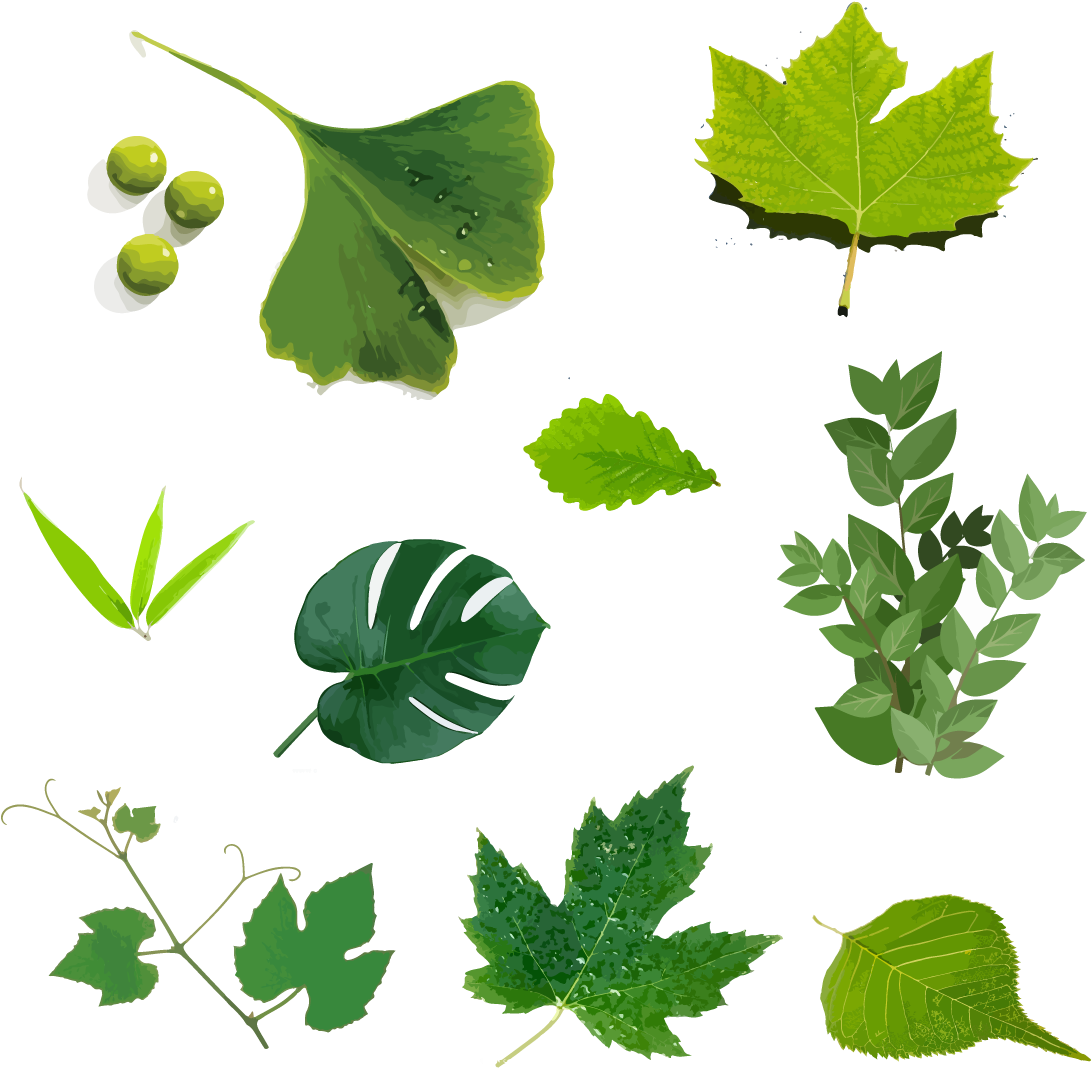 Hand Drawn Illustration, Green Leaf, Plant Vector - Illustration (1200x1200), Png Download