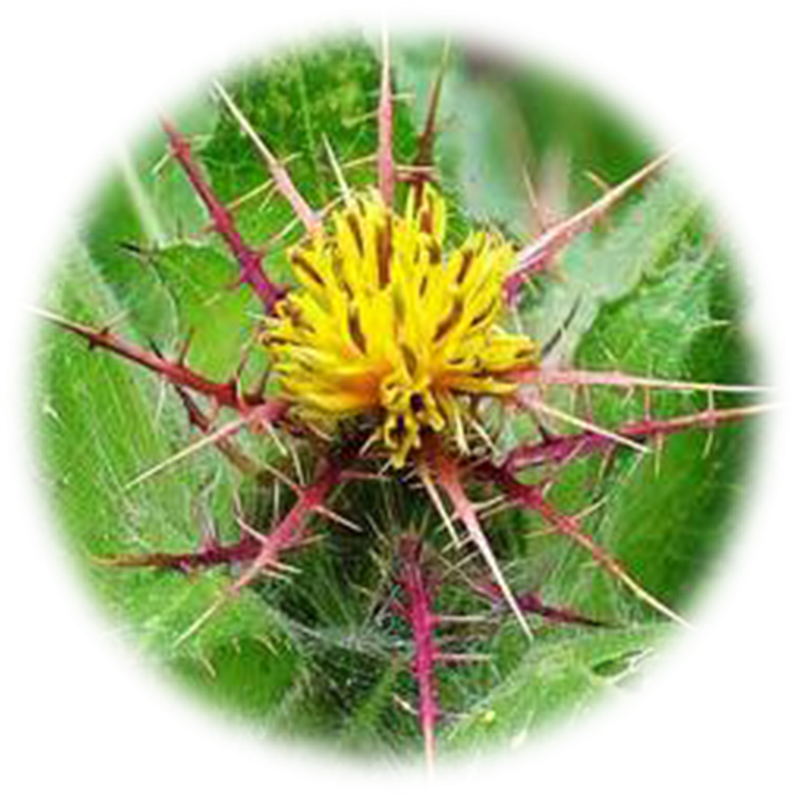 Blessed Thistle (833x833), Png Download