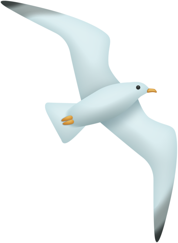 Фото, Автор Ladylony На Яндекс - Franklin S Gull (587x800), Png Download