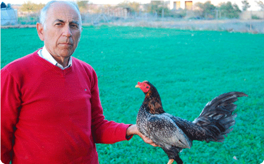 Variantes Morfológicas - Rooster (600x422), Png Download