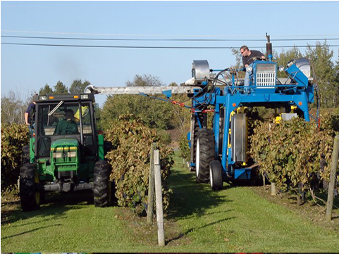 Our Grapes Are Grown On Our Second Generation Family - The Winery At Otter Creek (480x480), Png Download
