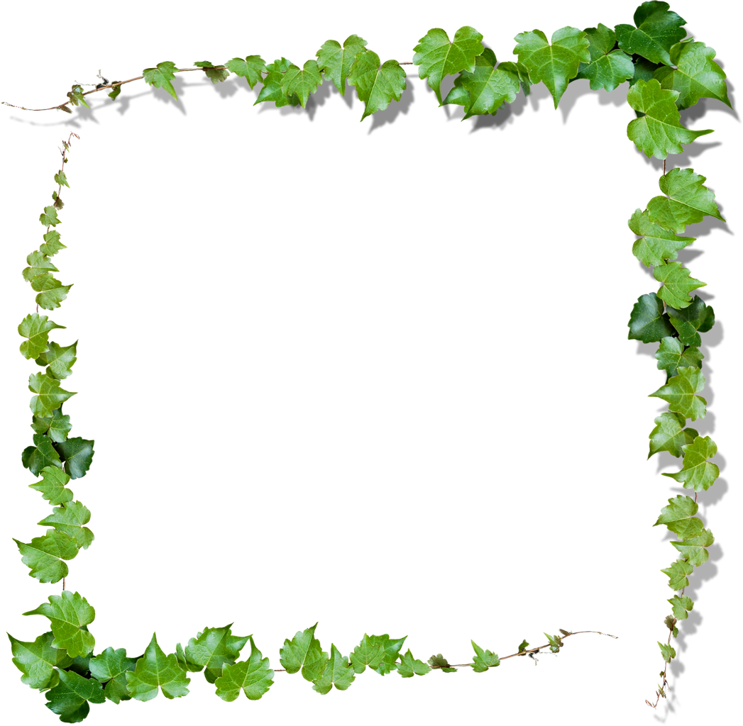 Download Vine Leaves Border Frame Nature Ftestickers Ivy Frame