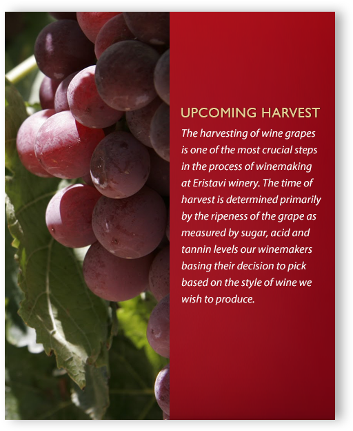 Eristavi Havest - Grape (555x668), Png Download