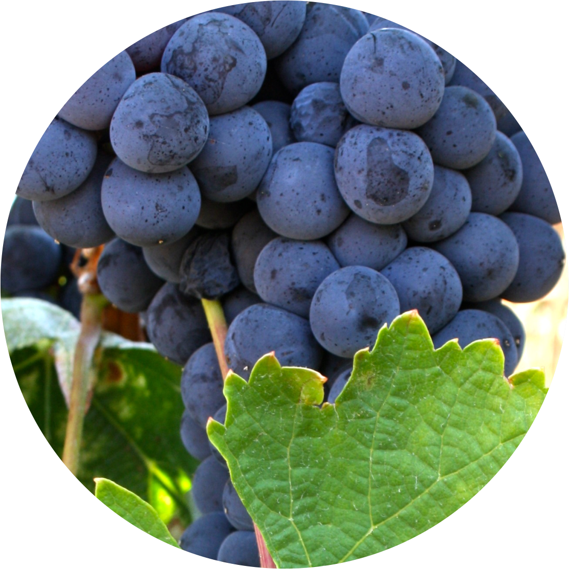 Castelão Is One Of The Most Cultivated Red Grape Varieties - Alfonso Daniel Rodríguez Castelao (1114x1114), Png Download