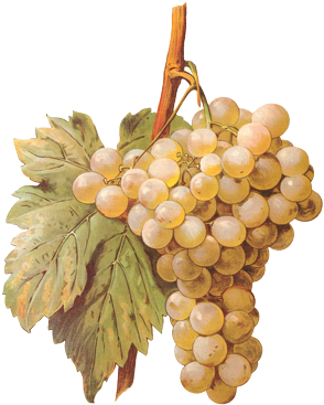 Refrain Sparkling Wine Comes From Two Specific Areas - Gicléedruk: Blanc De Calabre Grape By A. Kreyder, 61x46cm. (300x430), Png Download