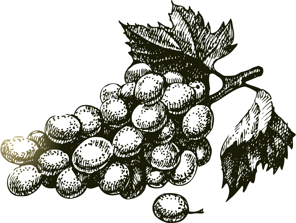 Wine Grapes Drawing Free (1000x1000), Png Download
