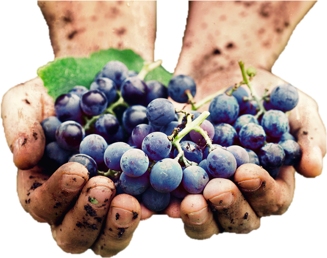 Successful Berry Growing By Gene Logsdon (800x564), Png Download