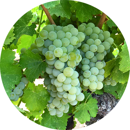 Contact Us - Charles Woodson Wines (430x430), Png Download