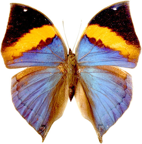 Butterflies°• - ‿✿⁀ - Bright Butterfly Greeting Card (495x500), Png Download