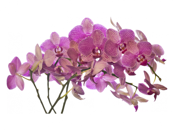 V Ramo De Flores - Ramo De Orquideas Png (586x440), Png Download
