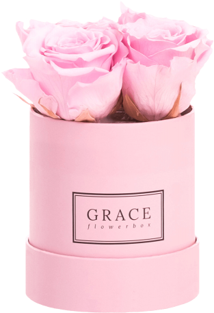 Roze Flowerbox Baby Bridal Pink Grace Flowerbox Niederlande - Rosa × Centifolia (433x600), Png Download