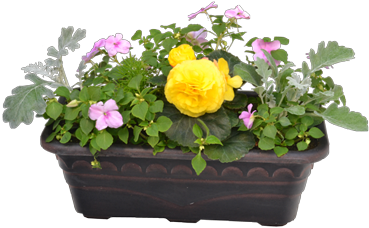 Premium Planter Box - California Wild Rose (378x378), Png Download