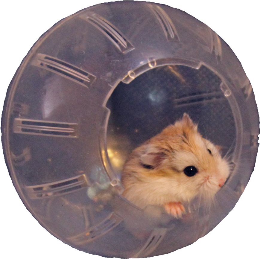 Neutron In Her Hamster Ball - Hamster In A Ball No Background (900x894), Png Download