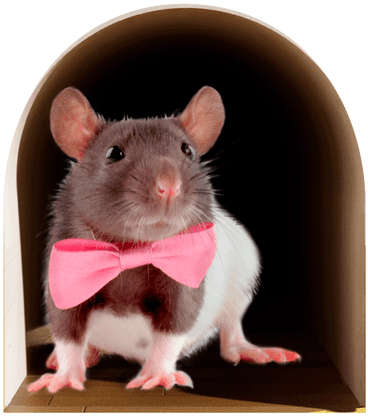 Sticker Cute Hamster Png - Trompe Blou Mouse In Hole (420x420), Png Download