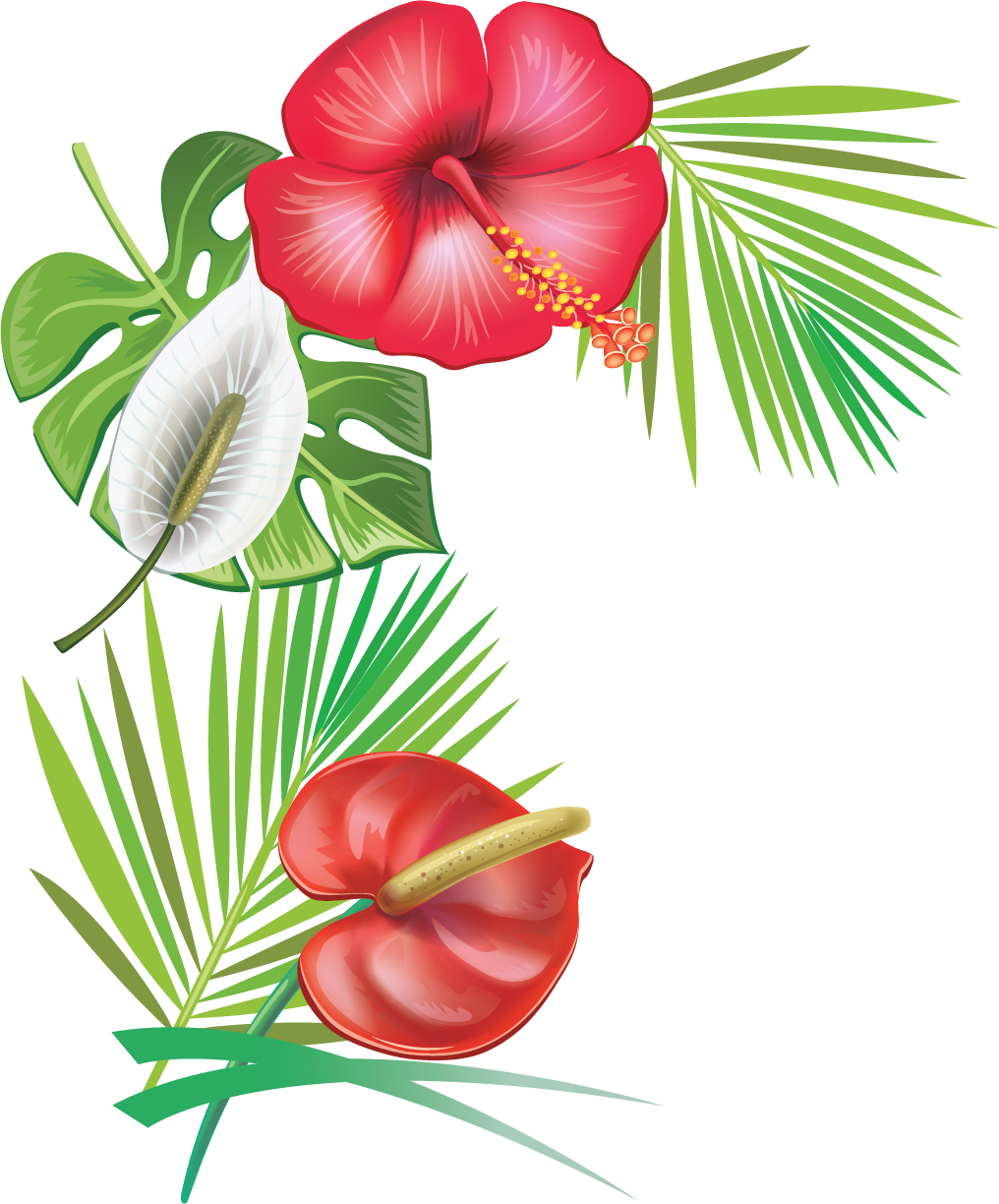 Hibiscus Clipart Caribbean - Flower Tropic Illustration Png (1016x1224), Png Download