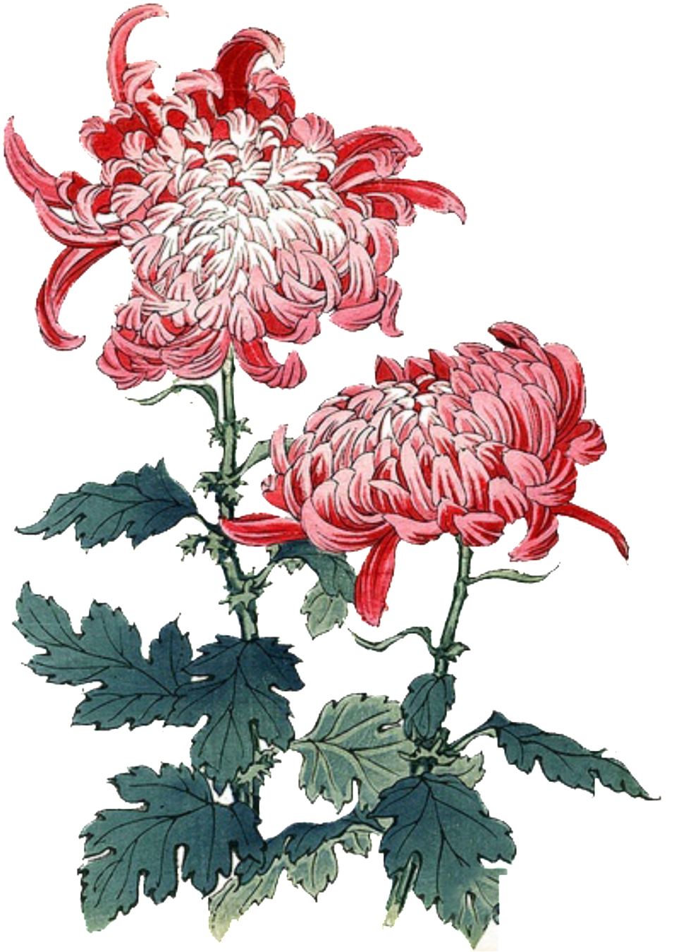 Glamour Deep Pink Flowers Hand Painted Chrysanthemum Chrysanthemums Red Painting Full Size Png Download Seekpng