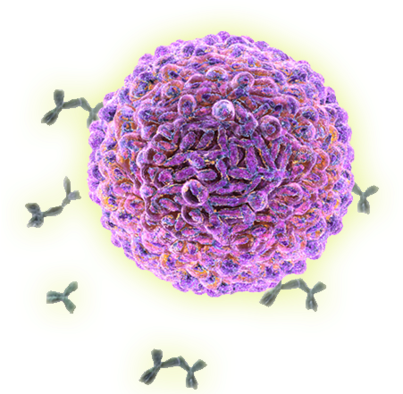 Grey Matter Lesions Shooting Down The Cns Plasma Cell - B Cells (450x450), Png Download
