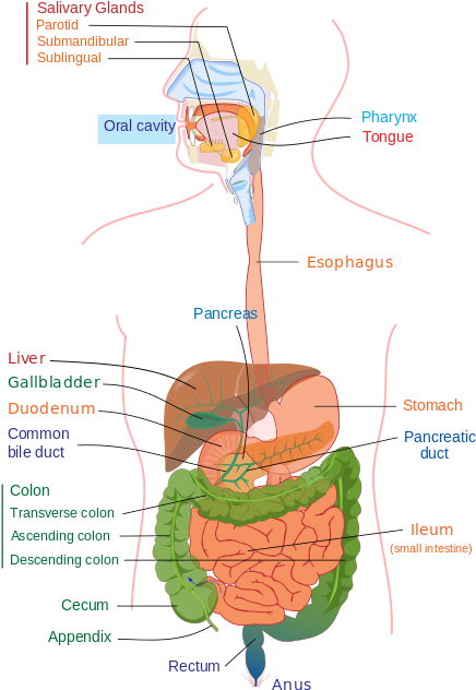 Digestive System Diagram Edit - Digestive System Diagram (500x693), Png Download