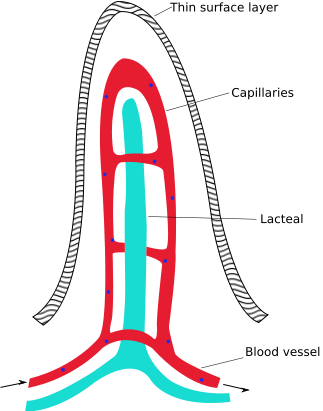 Intestinal-villus - Cross Section Of Villus (323x411), Png Download