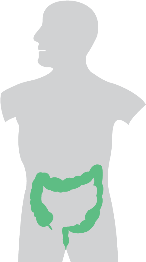 Coffee And Disorders Of The Large Intestine - Stomach (886x886), Png Download