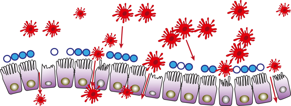 Decoration (1000x365), Png Download