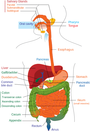 When Food Is Swallowed It Enters The Oesophagus - Digestive System Simple Labeled (433x600), Png Download