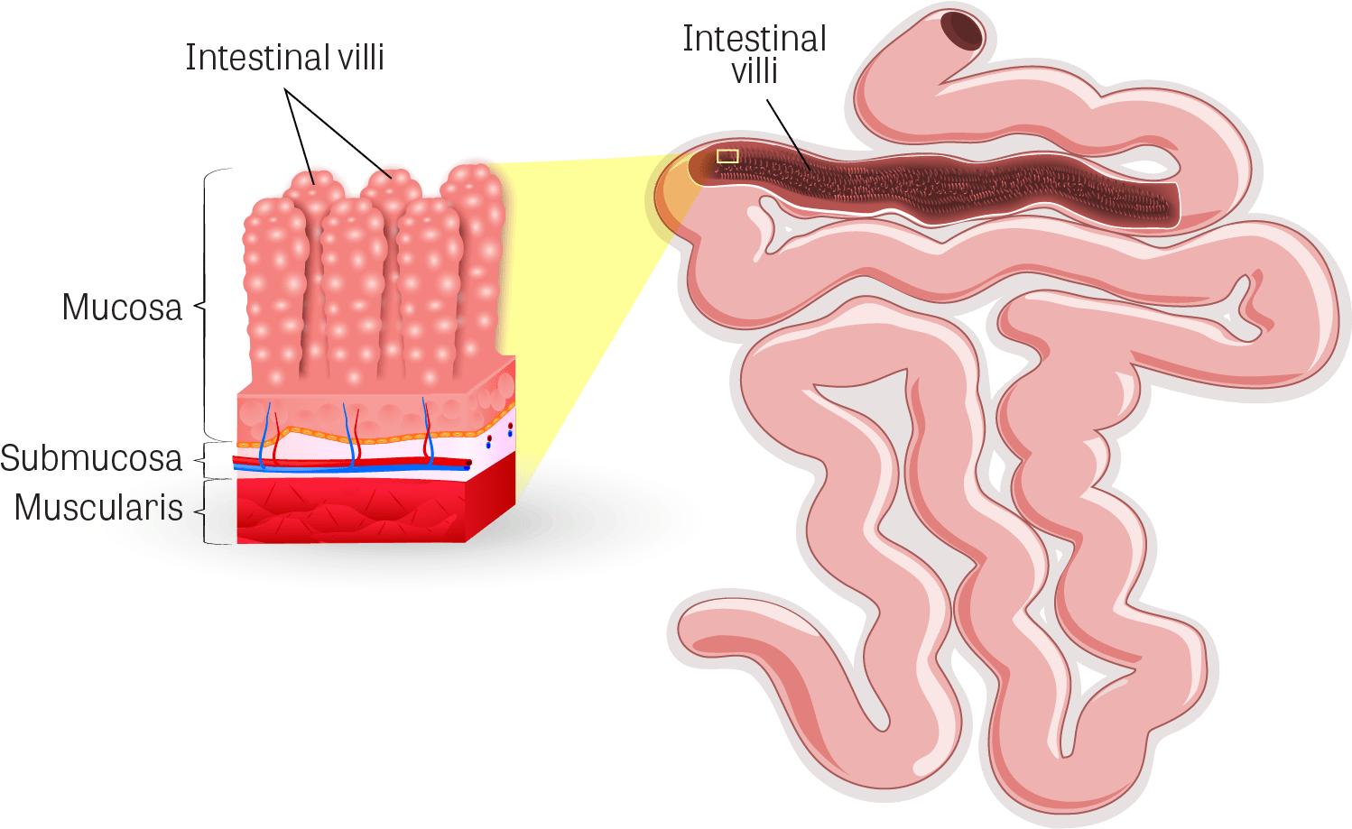 Illustration Of The Small Intestine - Lumen Small Intestine (1632x978), Png Download