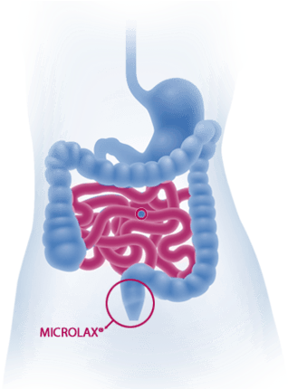 Digestion In The Small Intestine - Png Digestive System Png (346x429), Png Download