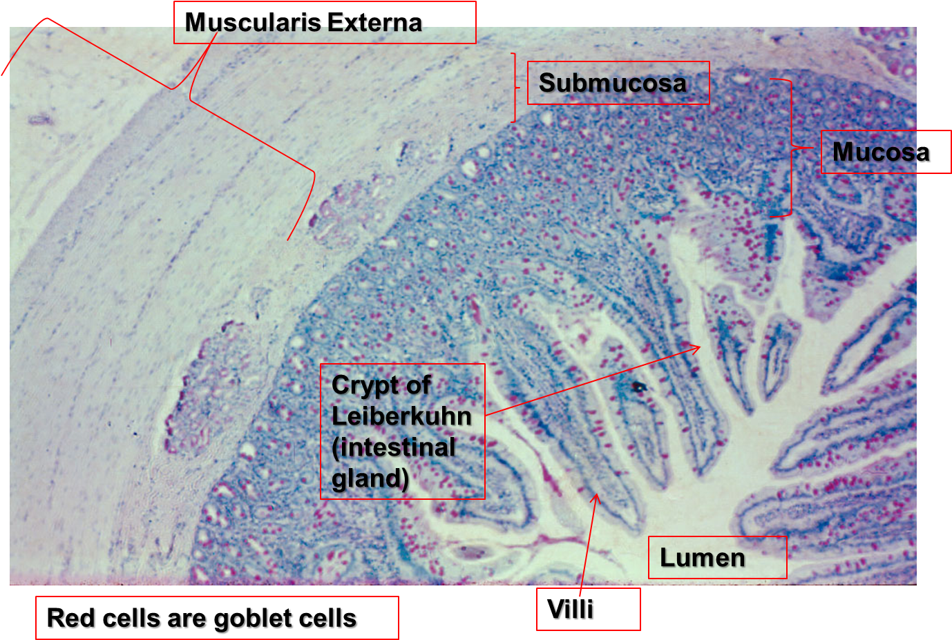 Small Intestine Slide - Map (1377x948), Png Download