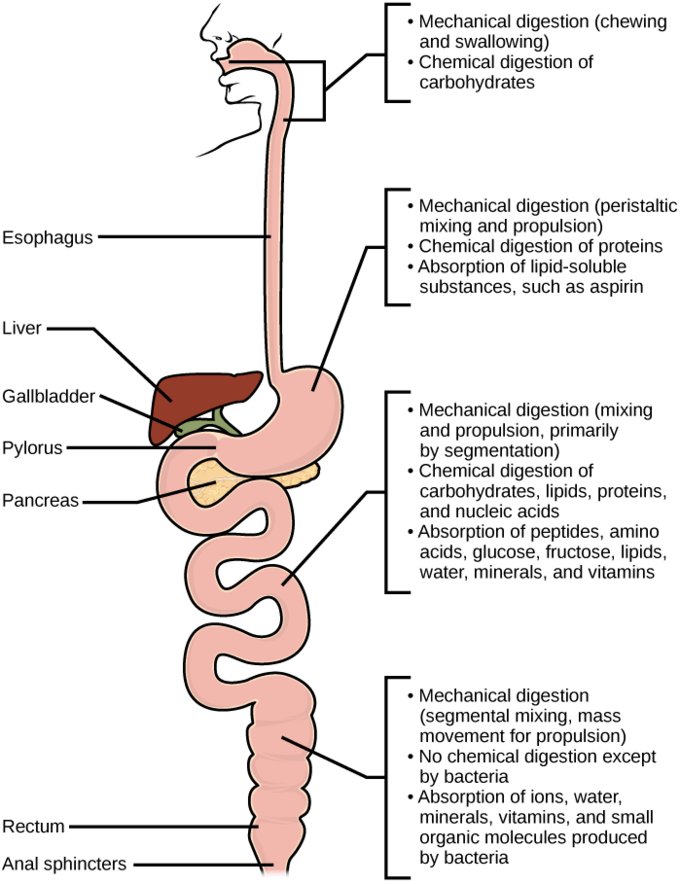 Mechanical And Chemical Digestion - Digestion Of Carbohydrates (680x884), Png Download