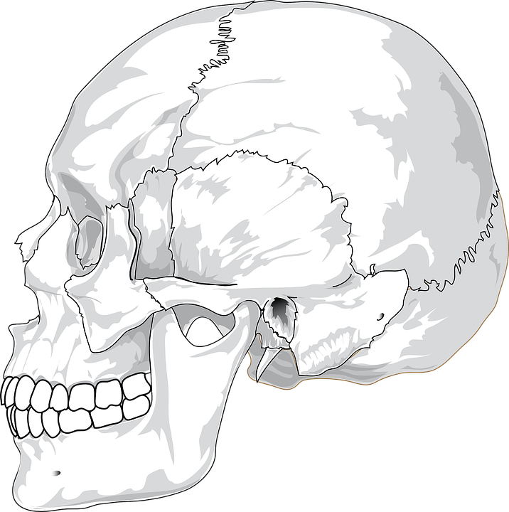Skull Side Png - Human Skull Side View (716x720), Png Download