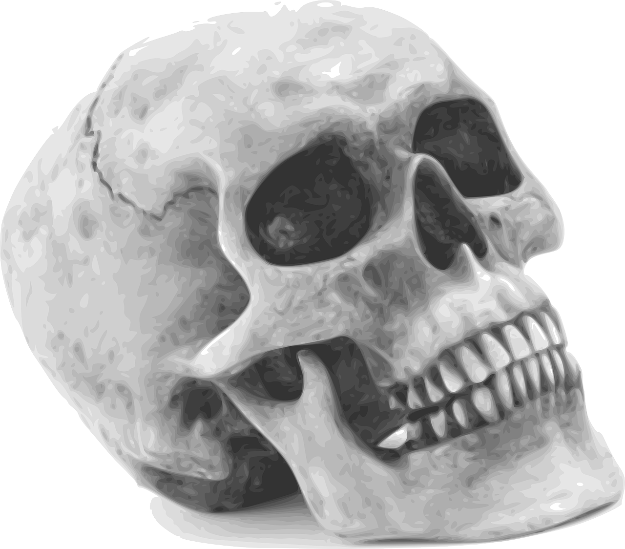 Skull Skeleton Human Remains Anatomy Human - Halloween Skull (387x340), Png Download