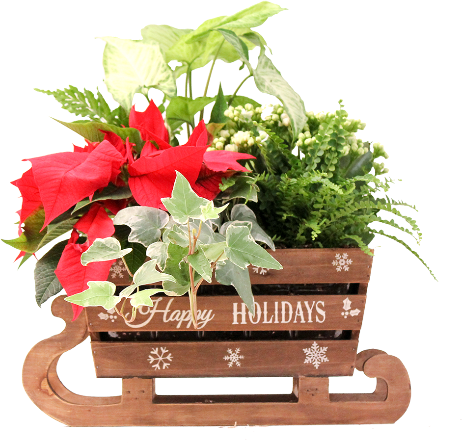 Christmas Planters - Flower (1300x1000), Png Download