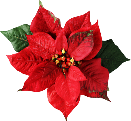 Christmas Flowers Poinsettia - Christmas Flower (475x429), Png Download