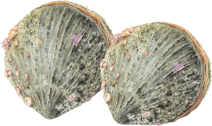 Monterey Bay Aquarium (683x455), Png Download