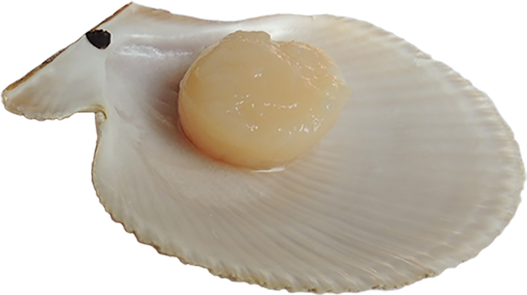 Half Shell Bay Scallops - Scallop (950x700), Png Download