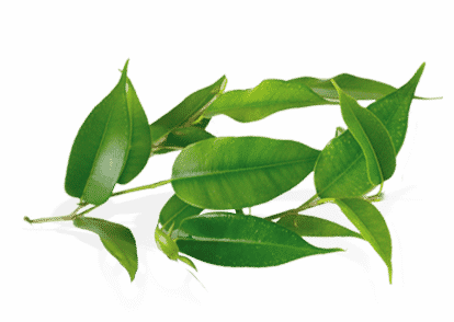 Tea Tree Oil (414x294), Png Download