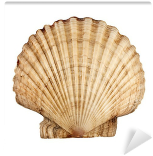Shell (400x400), Png Download