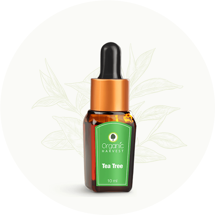 Tea Tree Essential Oil - Organic Harvest Tea Tree Essential Oil (814x723), Png Download