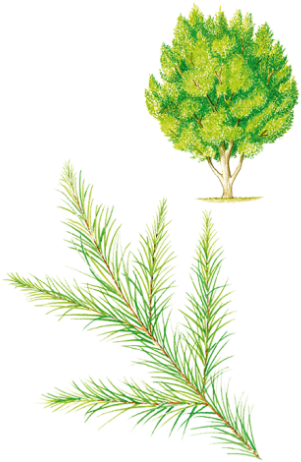 Narrow-leaved Paperbark (472x472), Png Download