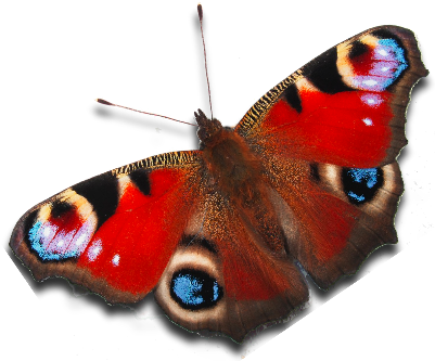 Peacock Butterfly - Peacock Butterfly Png (400x349), Png Download