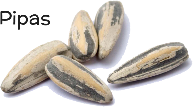 Pipa - Hedgehog (1000x589), Png Download