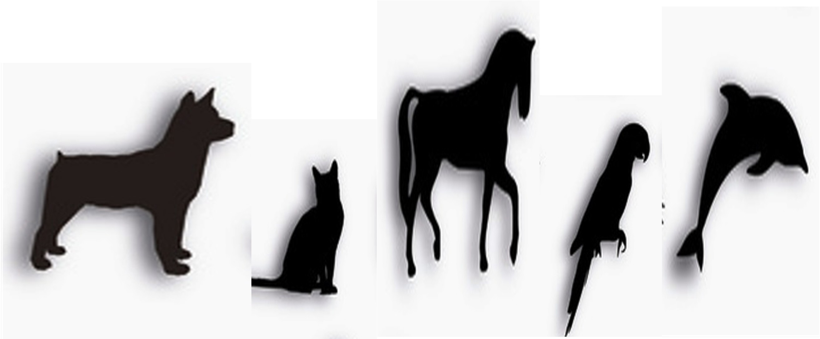 For Thousands Of Years, Raw Honey, Bee Pollen, Propolis - Black Cat (2633x1166), Png Download