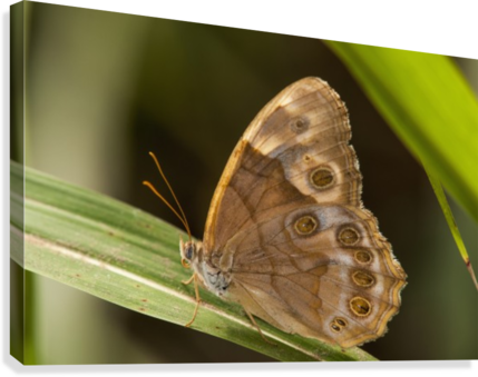 A Pearly Eye Butterfly Rests On A Blade Of Grass - Pearly Eye Butterfly (enodia) Rests (429x339), Png Download