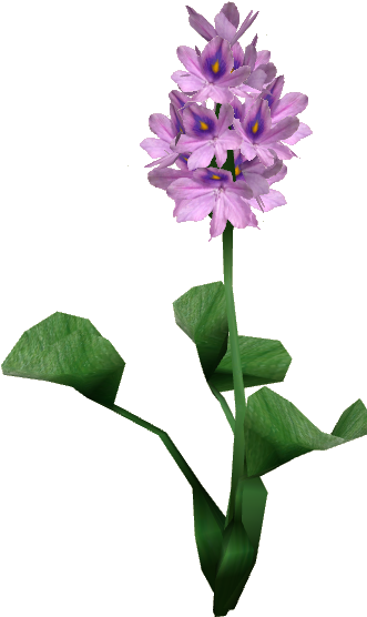 Water Hyacinth Png (559x559), Png Download