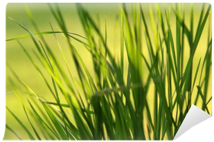 Young Generation Wallprint Grün 180x90 Cm (400x400), Png Download