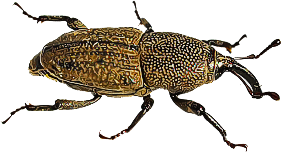 Lawn Pests Because Both The Adult Insect And Its Immature - Bluegrass Billbug (1000x1000), Png Download