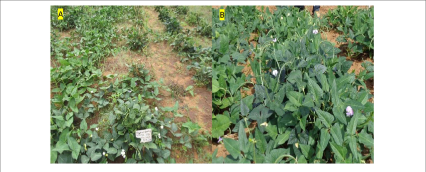 Variation In Flower Color White Flower Color, (b) Purple - Gamma Mutation Plants (850x343), Png Download